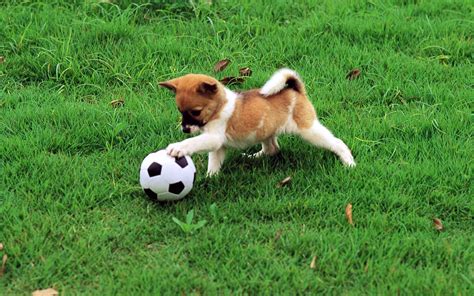 Puppy Playing Ball In The Park Wallpapers HD / Desktop and Mobile ...