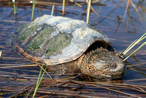 It's Not OK to Hunt Turtles - Ontario Nature