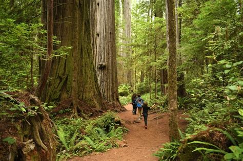 Redwood National Park: A Vast Protected Area