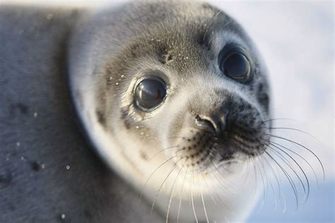 9 Fascinating Facts About Seals