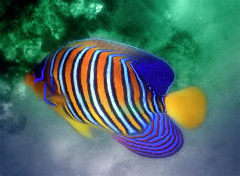 The Royal Angelfish Colorfully Photograph by Johanna Hurmerinta - Fine ...