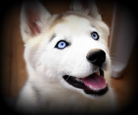 Why Do Siberian Huskies Have Blue Eyes? - News On 6