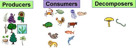 Some Parts of the Food Chain: Producers, Consumers, Decomposers ...