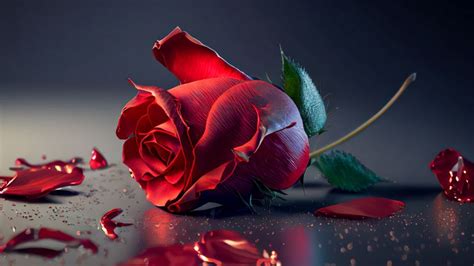 Rose flower Wallpaper 4K, AI art, Red Rose, Rose Petals, 5K