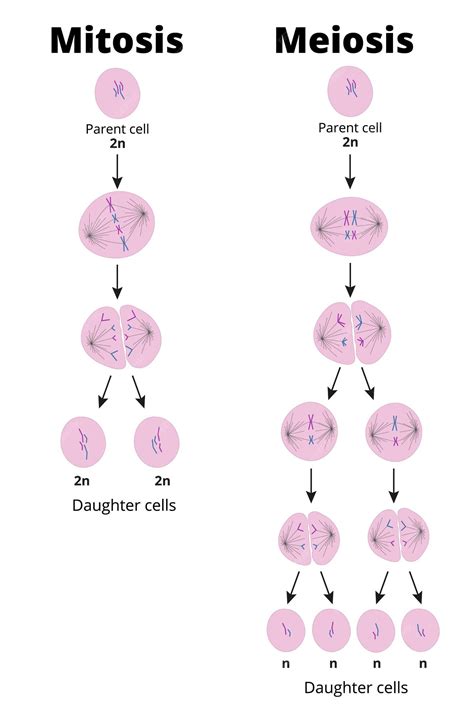 Premium Vector | Difference between mitosis and meiosis. Types of cell ...