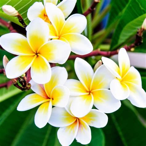 Plumeria | C&J Gardening Center