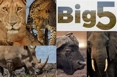 The Big Five Animals in Maasai Mara National Reserve | Kenya Safaris