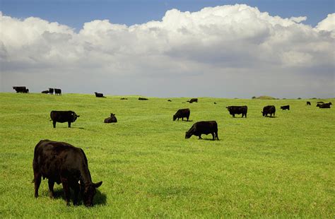 Black Angus Cows Grazing In Open Pasture by Timothy Hearsum