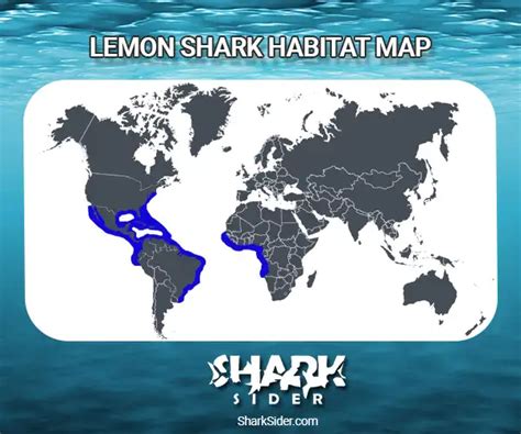 Lemon Shark Facts - Habitat ,Social Behavior & Human Interaction ...