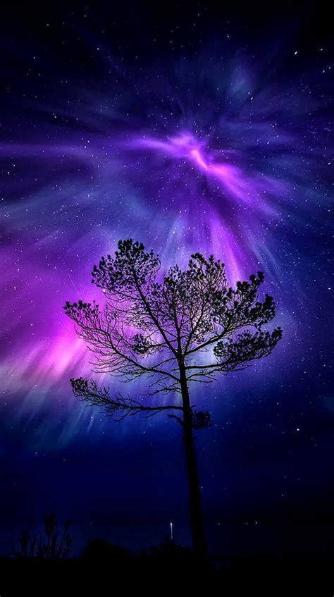 Magical Night, sky, starry, stars, tree, HD phone wallpaper | Peakpx