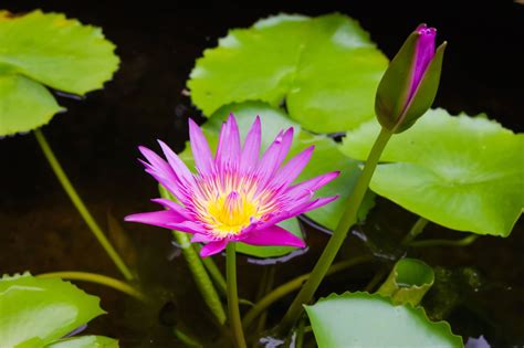 Wetland Plant Info - Learn About Hydrophytic Plants | Gardening Know How