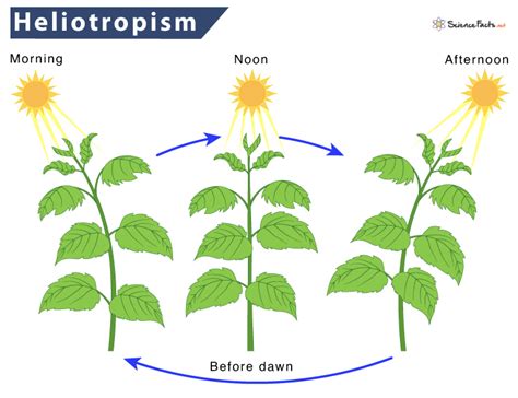 Heliotropism – Definition, Examples, & Diagram