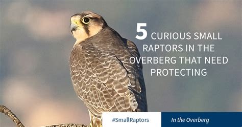 Five curious small raptors in the Overberg that need protecting