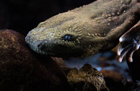 Meet North America's largest salamander, the hellbender | Popular Science