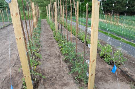 Best Tomato Plant Stakes