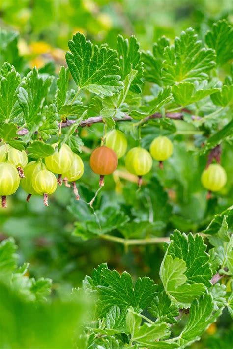 How to Grow and Care for Gooseberry Bushes | Gardener's Path