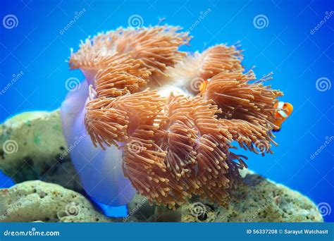 Colorful Sea anemone stock photo. Image of cnidaria, anemones - 56337208