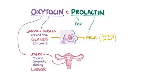 Oxytocin and prolactin: Video, Anatomy & Definition | Osmosis