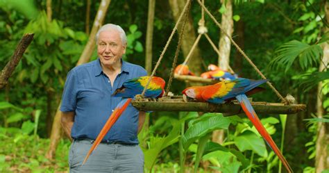 David Attenborough's new documentary Life in Colour reveals how animals ...