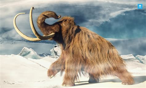 Researchers Say Woolly Mammoth Went Extinct 4000 Years Ago On An ...