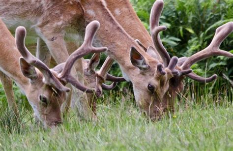 red deer antler velvet picture : Biological Science Picture Directory ...