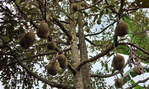 Pupuk Pohon Durian, Menjaga Produktivitas Pohon Durian