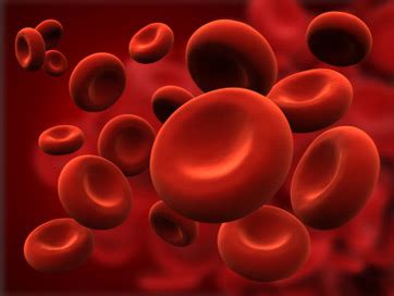 What Are Erythrocytes? - Definition & Function | Study.com