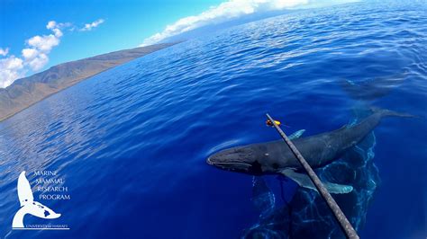 Tagging expedition: revealing the delicate nursing behavior of humpback ...