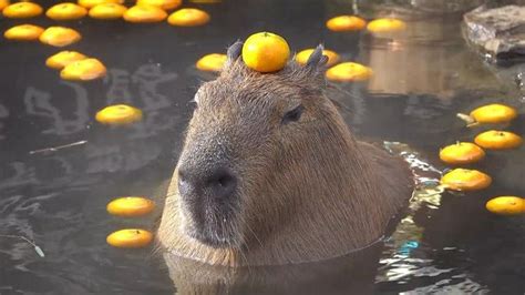 A Capybara with an Orange | Animals in 2021 | Capybara, Animals, Cute ...