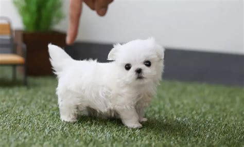 Teacup Maltese - 12 Surprising Things to Know Before Adopt