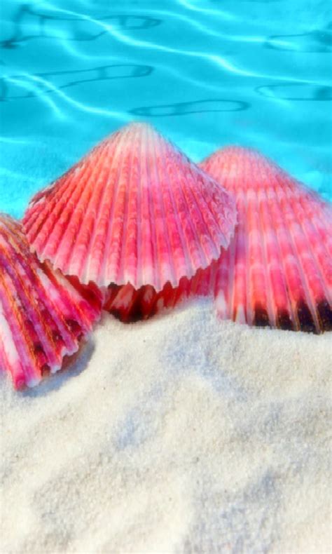 ☼pink seashells☼aqua blue sea | Sea shells, Beach, Ocean beach