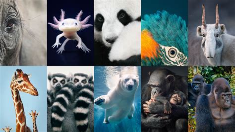 Endangered Species Of Animals And Plants