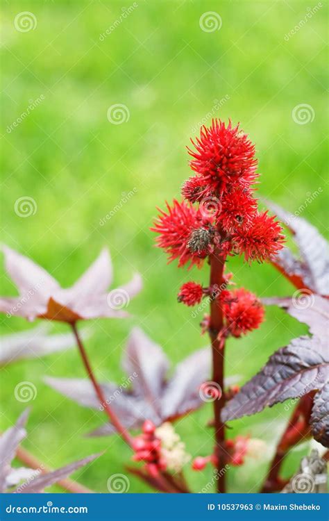 Castor-oil plant flowers stock image. Image of fluffy - 10537963