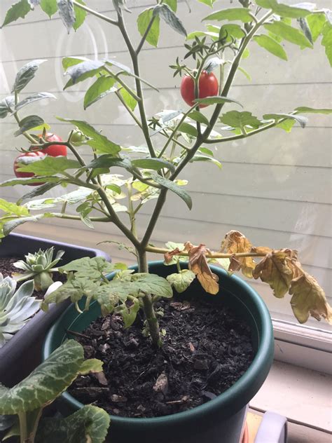 Hi everyone! My cherry tomato plant is growing beautiful tomatoes and ...