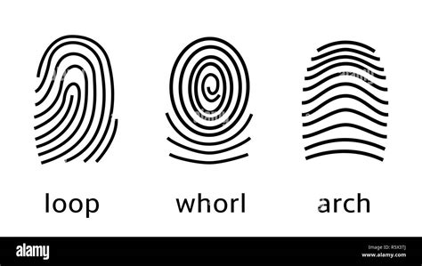 Fingerprint types loop whorl arch hi-res stock photography and images ...