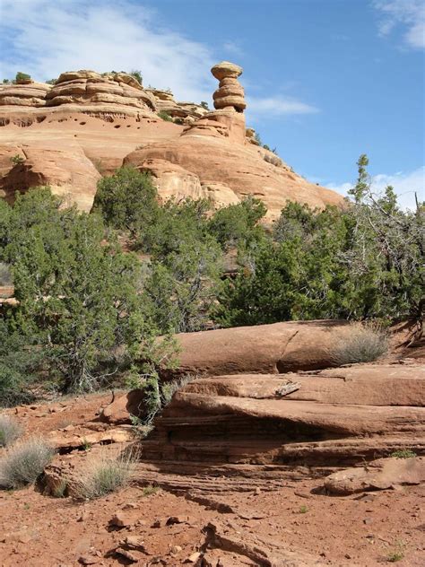 In the Company of Plants and Rocks: High Desert Trees