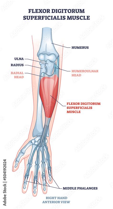 Flexor digitorum superficialis muscle and human arm bones outline ...