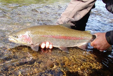 Alaska Rainbow Trout Fly Fishing Trips | No See Um Lodge