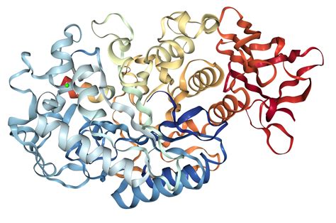 alpha amylase/AMY2A Protein Overview | Sino Biological