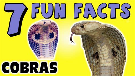 Black Mamba Facts For Kids | Kids Matttroy