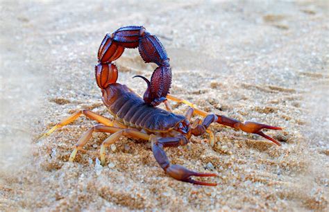 Symbolic Meaning of Scorpion and Scorpion Totem on Whats-Your-Sign