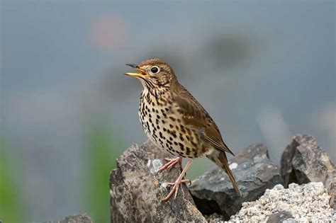 Song Thrush | Bird Identification Guide | Bird Spot