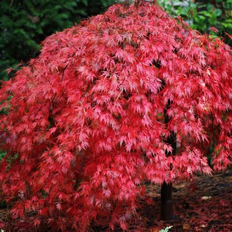 Acer palmatum Dissectum Ever Red | Weeping Japanese Maple Trees