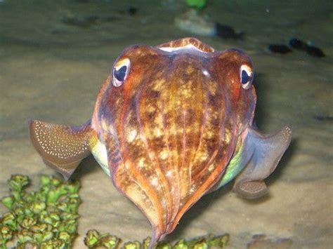 cuttlefish | Fish pet, Cuttlefish, Pets