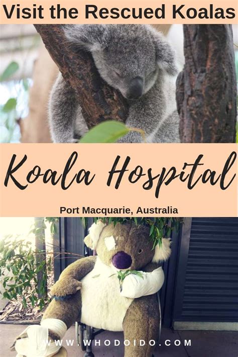 Visit The Rescued Koalas @ Koala Hospital, Port Macquarie, Australia ⋆ ...