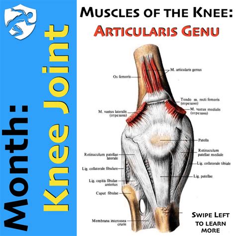 🔵 MONTH OF THE KNEE JOINT:... - Brookbush Institute