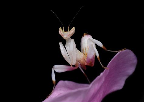 Orchid Mantis Facts - CRITTERFACTS