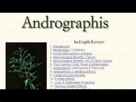 Common Name For Andrographis Paniculata - YouTube