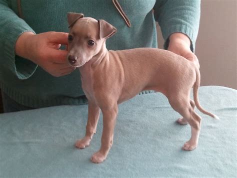 Italian Greyhound Info, Temperament, Puppies, Pictures