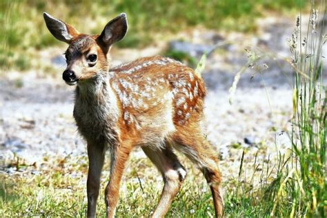 What To Do If You Find A Baby Deer? — Forest Wildlife